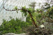 210 - Frankencense Tree